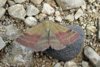 Phytometra viridaria