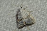 Meganola albula