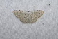 Scopula submutata roseonitens