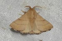Malacosoma neustria