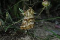Synthymia fixa
