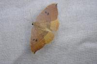 Watsonalla uncinula