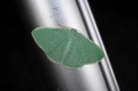 Xenochlorodes olympiaria