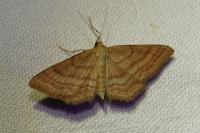 Idaea ochrata