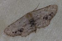 Idaea dimidiata