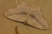 Scopula imitaria