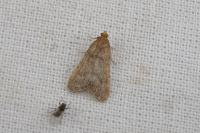 Bostra obsoletalis