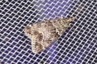 Eudonia mercurella