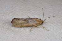 Pterothrixidia rufella