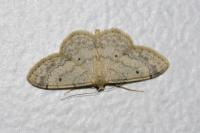 Idaea biselata