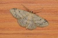 Idaea biselata