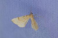 Gandaritis pyraliata