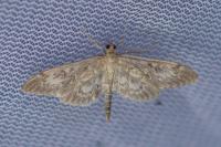 Anania lancealis