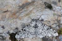 Biston betularia
