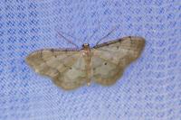 Idaea politaria
