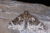 Ecliptopera silaceata