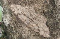 Peribatodes rhomboidaria rhomboidaria