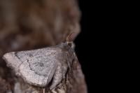 Odontopera bidentata