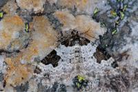 Xanthorhoe fluctuata