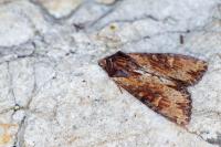Apamea crenata