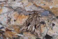 Apamea monoglypha monoglypha