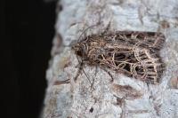 Sideridis reticulata