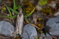 Epischnia ampliatella