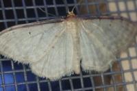 Idaea fuscovenosa