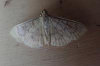 Patania ruralis