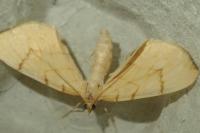 Gandaritis pyraliata