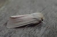 Mythimna pallens