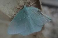 Hemistola chrysoprasaria