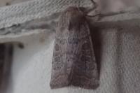 Hoplodrina ambigua