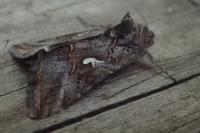 Autographa gamma