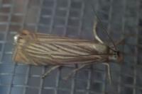 Chrysoteuchia culmella