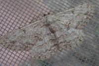 Hypomecis punctinalis