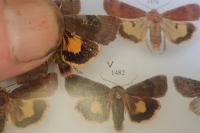 Noctua janthina