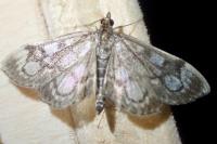 Anania coronata