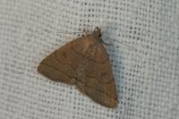 Herminia tarsipennalis