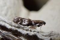 Assara terebrella