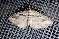 Costaconvexa polygrammata