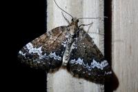 Perizoma alchemillata