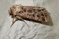 Sideridis reticulata