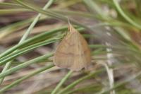 Rhodostrophia calabra