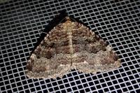 Triphosa dubitata