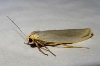 Eilema caniola