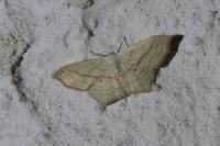 Scopula imitaria