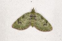 Chloroclystis v-ata