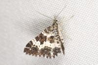 Epirrhoe tristata