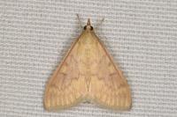 Ostrinia nubilalis